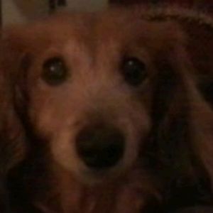 Meet your Posher, Sherry